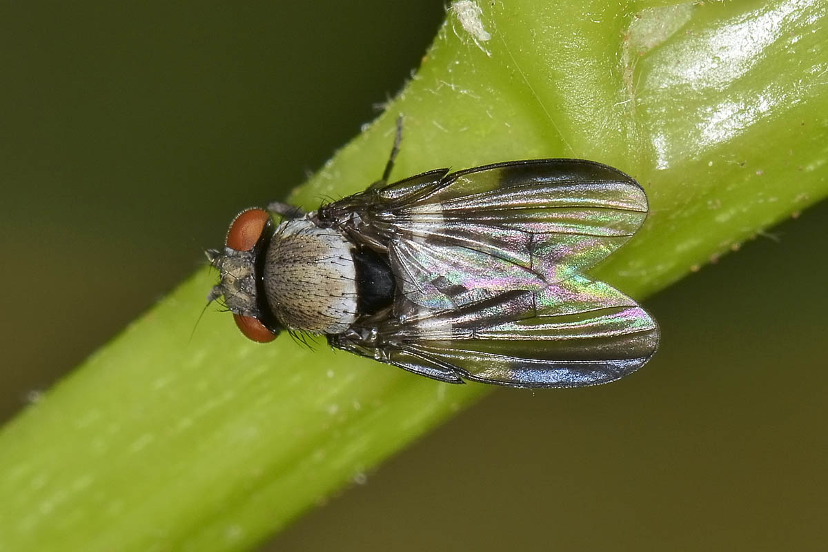 Milichia speciosa (Milichiidae)